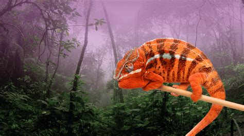 reptoids online|Imperial Reptiles & Exotics – IMPERIAL REPTILES & EXOTICS.